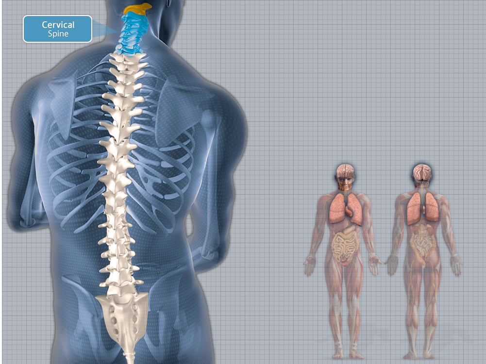 Interactive Nerve Chart